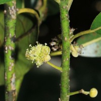 Litsea glutinosa (Lour.) C.B.Rob.